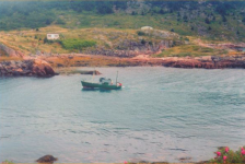 570: Red Island. Patrick Lambe's 'Little Flower'. (2002) [courtesy of  Madonna (Bishop) Mulrooney]